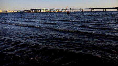 甲子園浜　２日連続　キビレとシーバス